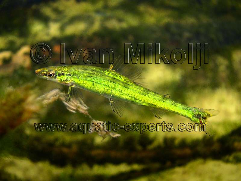 Ammocryptocharax elegans 7